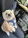 豆柴【宮崎県・男の子・2025年7月7日・白】の写真9