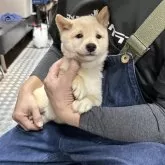 豆柴【宮崎県・男の子・2025年7月29日・白】の写真9