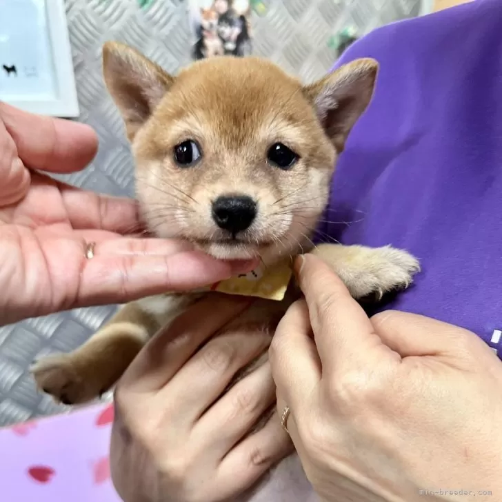 豆柴【宮崎県・女の子・2023年11月28日・赤】の写真1「🌸当犬舎は可愛い成犬に育つようにこだわった犬舎です！」