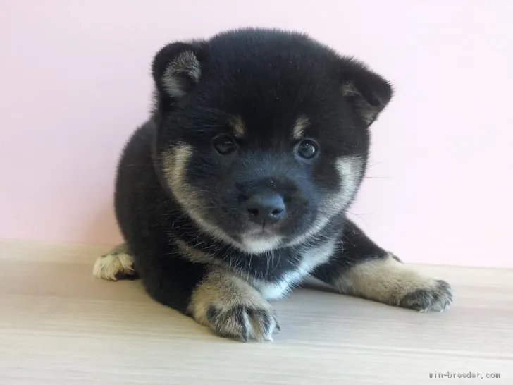 ID:1908-02674の子犬