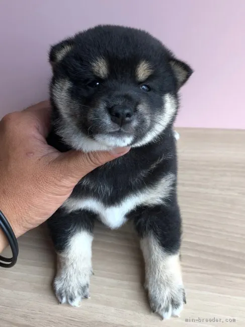 ID:1907-00813の子犬