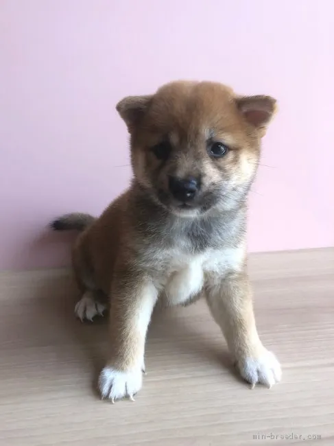 ID:1907-03119の子犬
