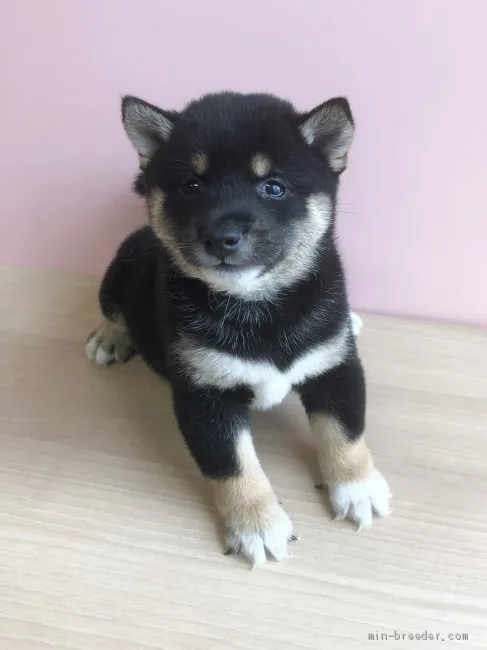 ID:1907-02321の子犬