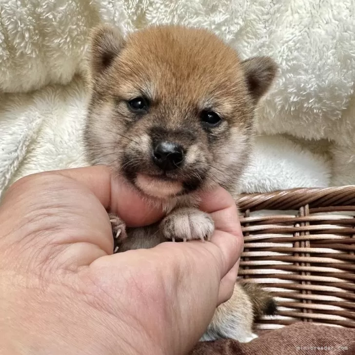 J.Y 様のお迎えした子犬