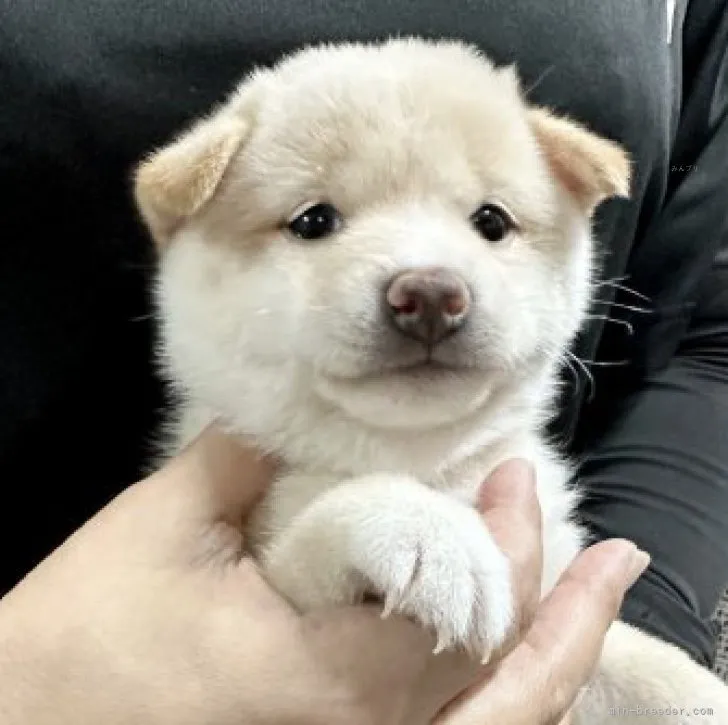 ID:2310-00797の子犬
