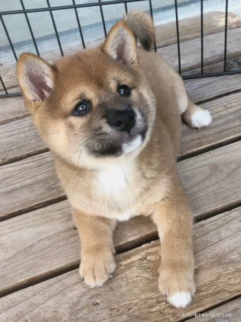 ID:1909-02738の子犬