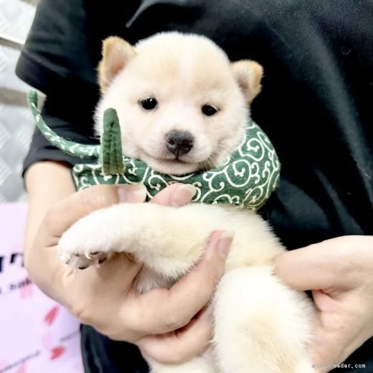 ID:2307-06285の子犬