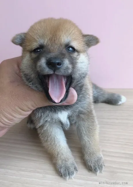 ID:1907-00926の子犬