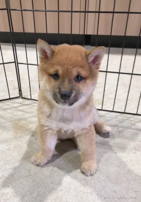 ID:1811-01341の子犬