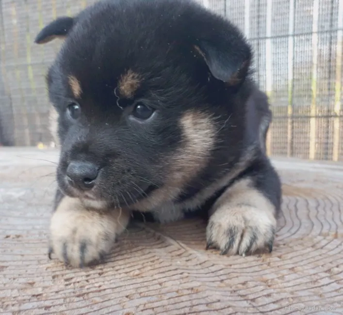 小鉄 様のお迎えした子犬