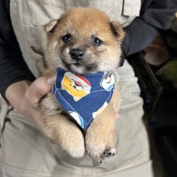 柴犬(豆柴)【宮崎県・男の子・2024年9月12日・赤】の写真「現在出産ラッシュ🐶未掲載も沢山います！」