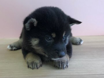 柴犬(豆柴)【宮崎県・男の子・2019年6月22日・黒】の写真「小さい黒の男の子😍」