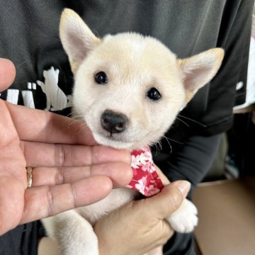 柴犬(豆柴)【宮崎県・女の子・2024年7月21日・白】の写真「7月中頃から出産ラッシュです😍ご見学ください！」