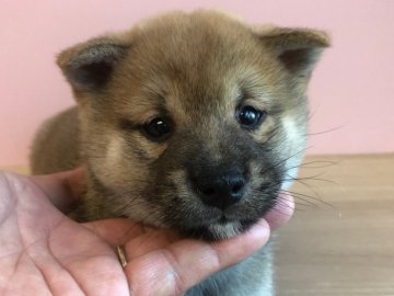 柴犬(豆柴)【宮崎県・男の子・2019年9月13日・赤】の写真「可愛い男の子😍」