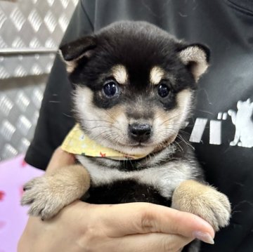 柴犬(豆柴)【宮崎県・女の子・2024年3月25日・黒】の写真「豆柴子犬たくさん産まれてます😍ご見学ください」