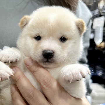 柴犬(豆柴)【宮崎県・女の子・2023年12月31日・白】の写真「豆柴子犬40匹以上産まれてます😍ご見学ください！」