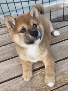 柴犬(豆柴)【宮崎県・男の子・2019年8月22日・赤】の写真「すぐにお迎えできます🐶」