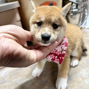 柴犬(豆柴)【宮崎県・女の子・2024年7月28日・赤】の写真「7月中頃から出産ラッシュです😍ご見学ください」