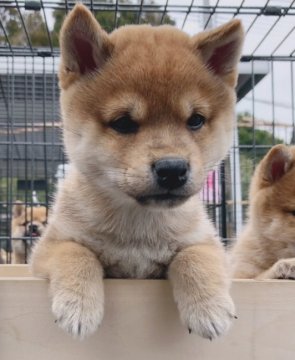 柴犬(豆柴)【宮崎県・男の子・2019年1月9日・赤】の写真「可愛い男の子😍」