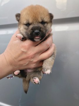 柴犬(豆柴)【宮崎県・女の子・2018年4月3日・赤】の写真「すごく可愛い女の子です✨」