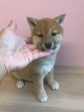 柴犬(豆柴)【宮崎県・女の子・2019年9月13日・赤】の写真「可愛い女の子😍」