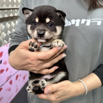 柴犬(豆柴)【宮崎県・男の子・2024年2月5日・黒】の写真「豆柴子犬40匹以上産まれてます😍ご見学ください！」