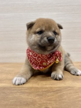 柴犬(豆柴)【宮崎県・男の子・2021年6月14日・赤】の写真「可愛い男の子😍」