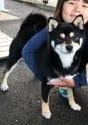 豆柴【宮崎県・女の子・2018年1月30日・黒】の写真1