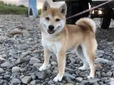 豆柴【宮崎県・男の子・2021年6月1日・赤】の写真4「お母さんです。」