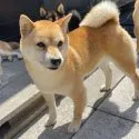 豆柴【宮崎県・男の子・2021年6月14日・赤】の写真4「お母さんです。」