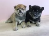 豆柴【宮崎県・男の子・2019年6月22日・黒】の写真4「兄妹犬です🐕🐕」