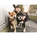 豆柴【宮崎県・女の子・2018年1月30日・黒】の写真4
