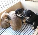 豆柴【宮崎県・男の子・2018年11月1日・赤】の写真5「兄弟犬です🐶」