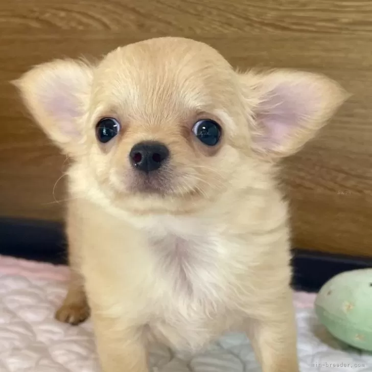 ID：2510-05035の子犬