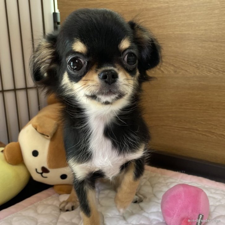 ブリーダー画像