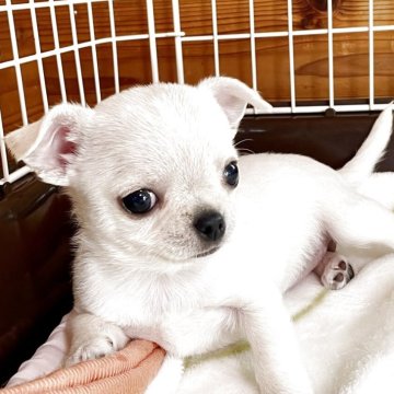 チワワ(スムース)【栃木県・女の子・2025年2月8日・クリーム】の写真「ベビーラッシュのためお安くしています！」