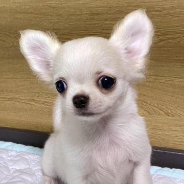 チワワ(ロング)【栃木県・男の子・2025年2月25日・クリーム】の写真「ベビーラッシュのためお安くしています！」