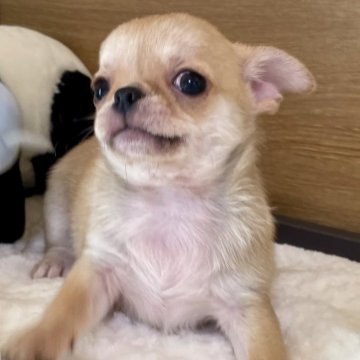 ミックス(チワワ×ペキチワ)【栃木県・男の子・2024年10月10日・フォーン】の写真「年末年始もご見学お受けいたします」