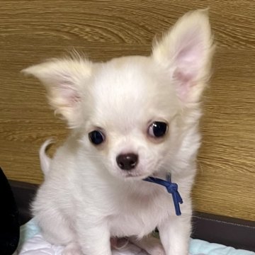 チワワ(ロング)【栃木県・男の子・2025年2月25日・クリーム】の写真「ベビーラッシュのためお安くしています！」