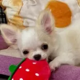 チワワ(ロング)