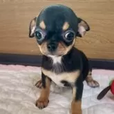 チワワ(スムース)