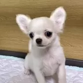 チワワ(ロング)