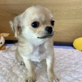 チワワ(ロング)