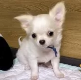 チワワ(ロング)