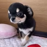 チワワ(ロング)