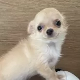 チワワ(ロング)