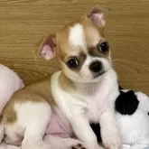 チワワ(スムース)