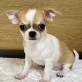 チワワ(スムース)