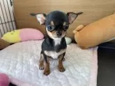 チワワ(スムース)【栃木県・女の子・2025年7月22日・ブラックタン&ホワイト】の写真3