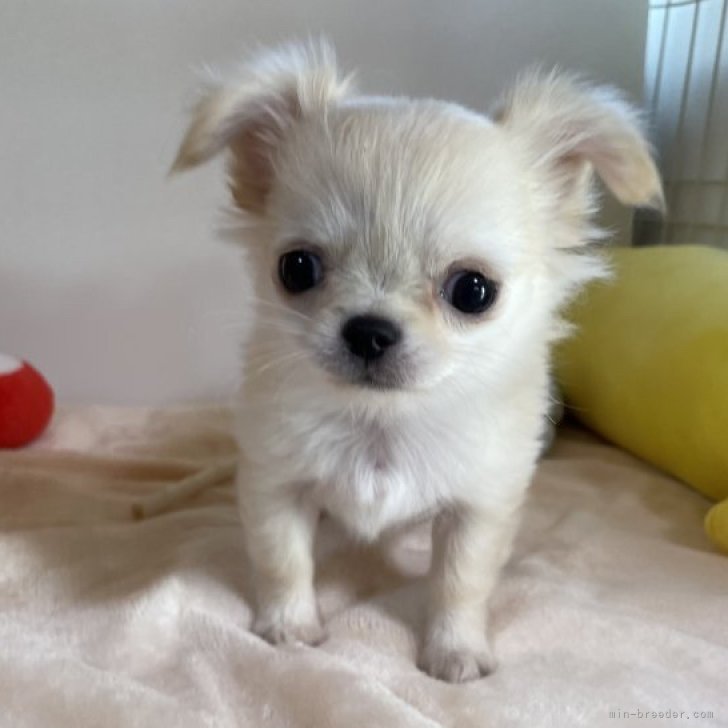 dog_img_1_1b940dddffb8.jpg